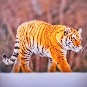 Meet your Posher, Sohail